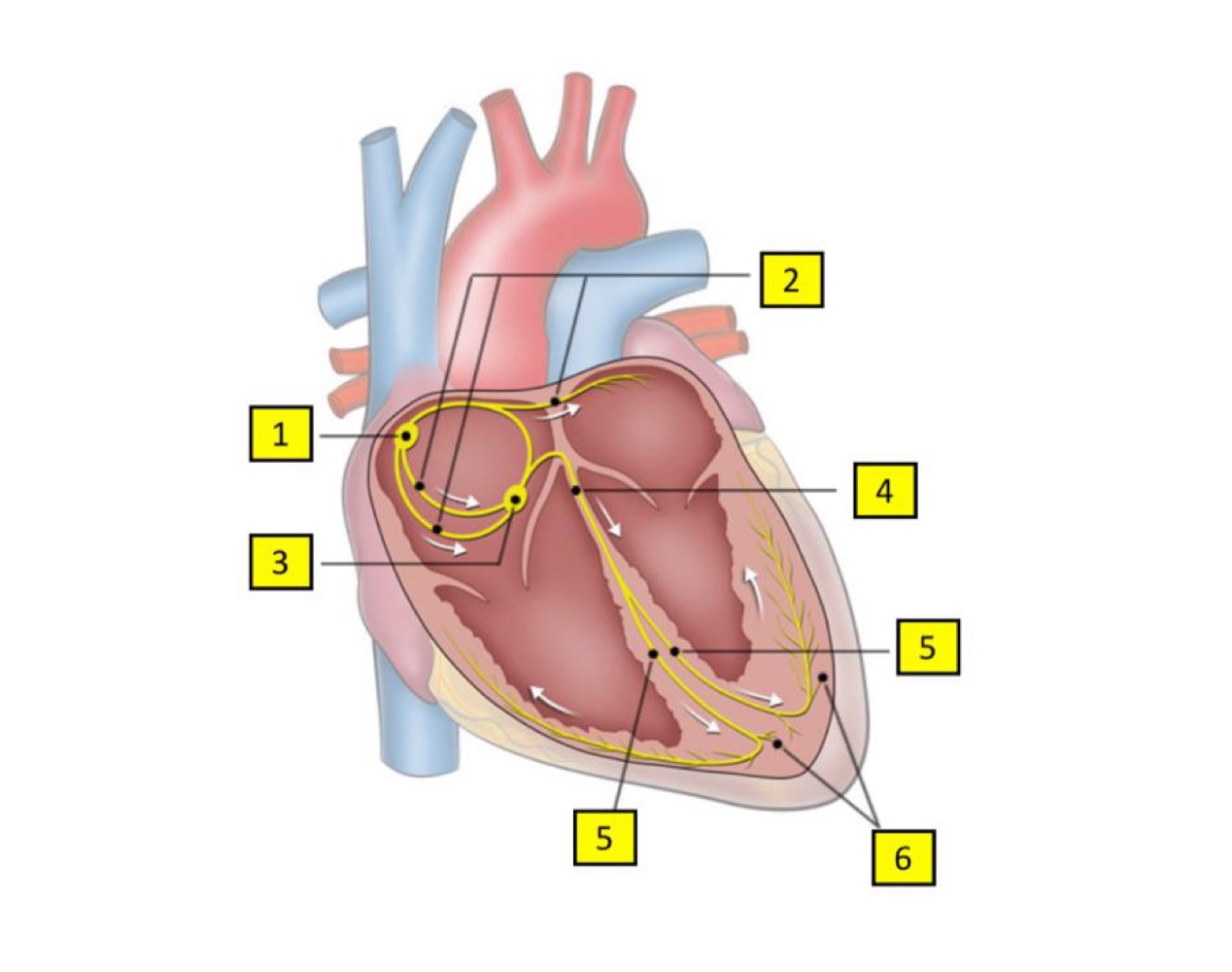 <p>What is 1 of the cardiac conduction system?</p>