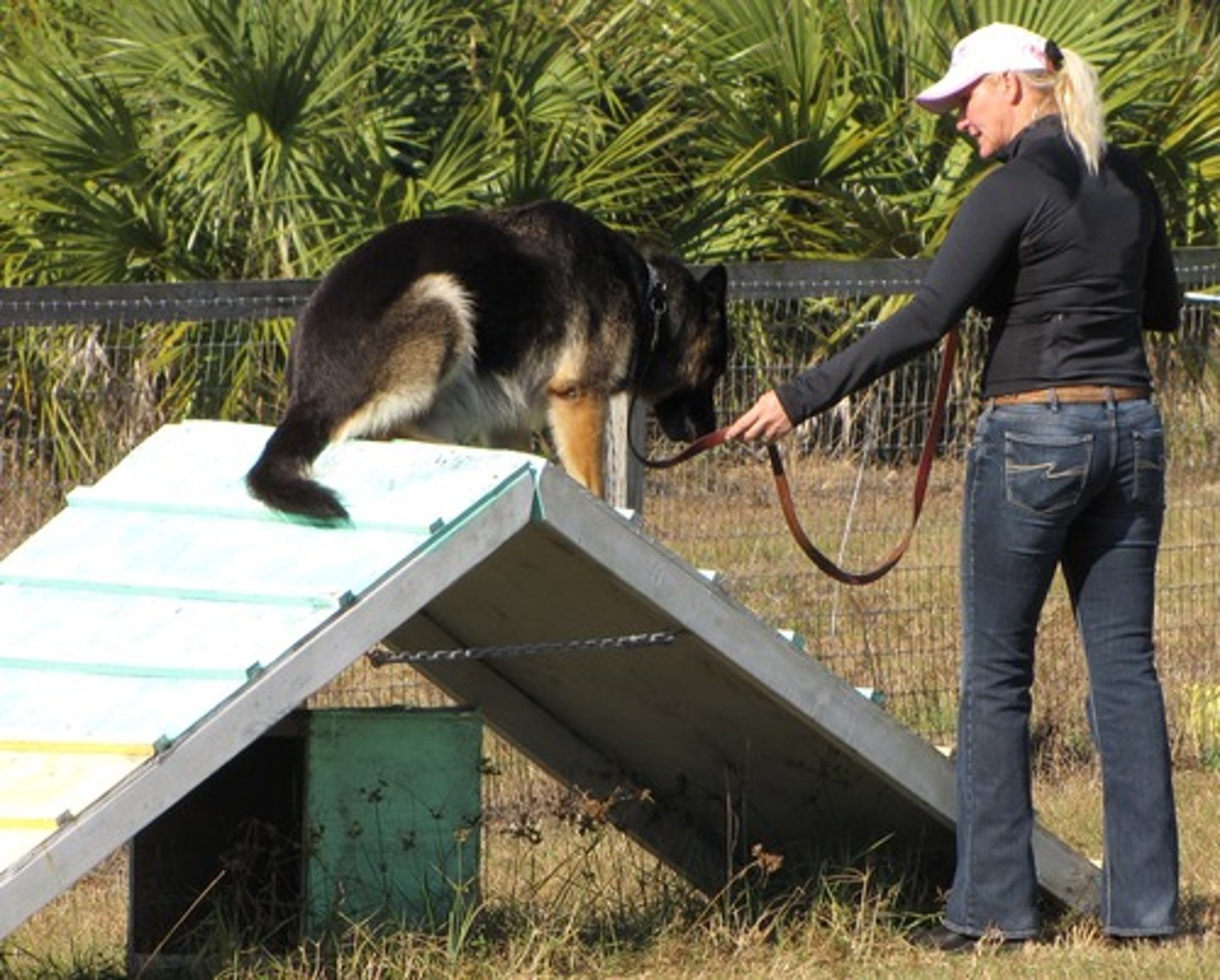 <p>Gradually guiding behavior toward closer and closer approximations of the desired behavior. For example, training a dog to fetch by rewarding it for progressively getting closer to the correct action.</p>