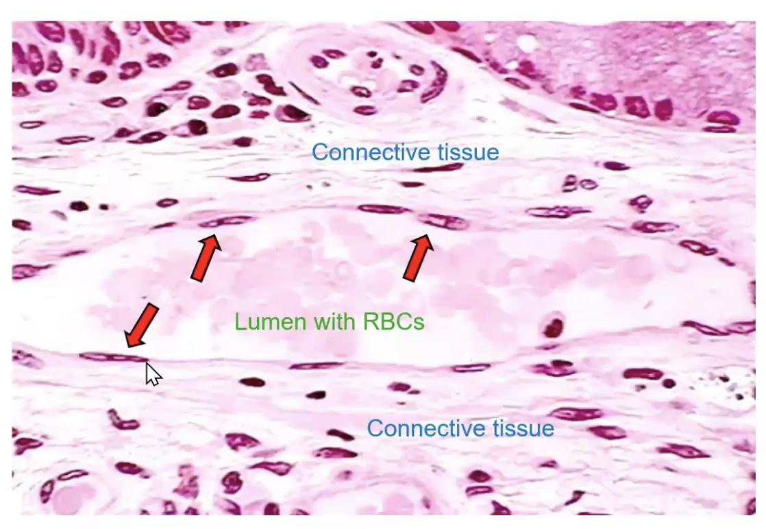 <p>Have flattened looking nuclei. Single layered. Sourround a lumen (inside of a blood vessel or lymphatic vessels).</p>
