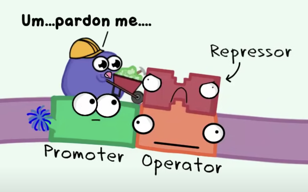 <ul><li><p><u>silencer</u> sequences occur either towards the 3’ or 5’ end of a gene and <strong>repressor proteins</strong> bind to them which stops the transcription of a gene by physically blocking RNA polymerase from binding or transcribing</p></li><li><p>repressor proteins that bind to the operator prevent RNA polymerase from binding and initiating transcription</p></li></ul>