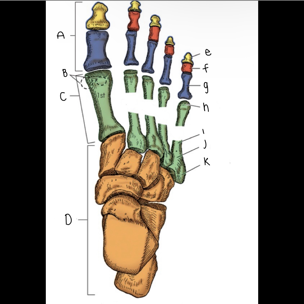 <p>What is letter J pointing to?</p>