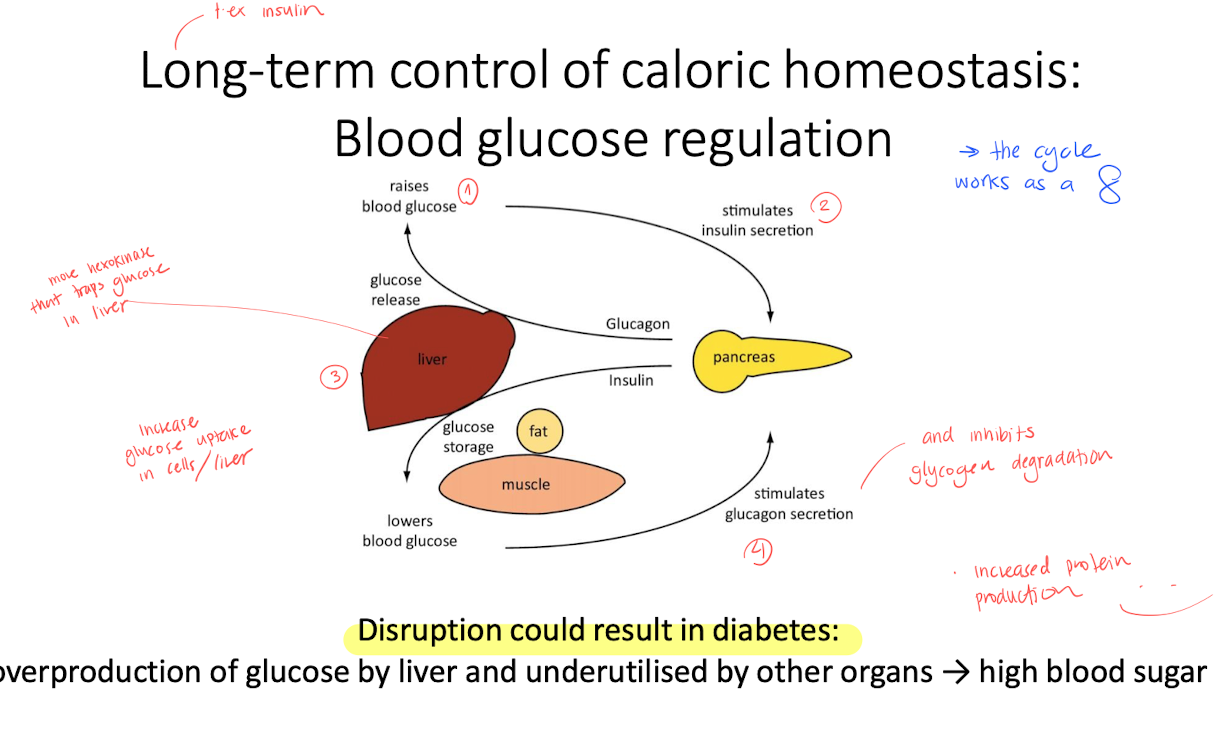 <p>the cycle goes around like a “8”, if the process is disruped, it might cause diabetes. </p><p></p><p>Leptin </p><ul><li><p>control TAG storage</p></li><li><p>supresses appetite by affecting the brain</p></li><li><p>high leptin increases insulin sensitivity, decreses TAG synthesis. </p></li></ul><p></p><p>Insulin</p><ul><li><p>controls both blood glucose level and affects the appetite. </p></li><li><p>SOCS : blocking insulin signaling, and bnlocks degradation of receptors and IRS.  </p></li></ul><p></p>