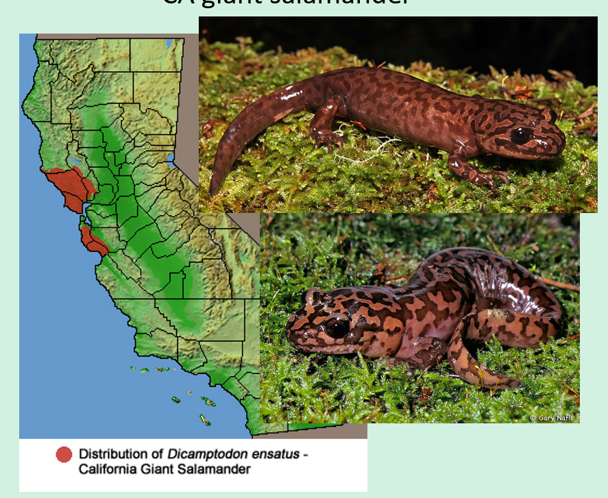 <p><span>California giant salamander. Occurs from Santa Cruz County</span><br><span>through Sonoma County.</span></p>