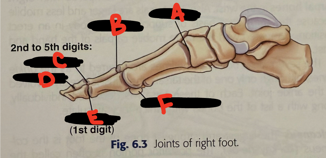 <p>C</p>