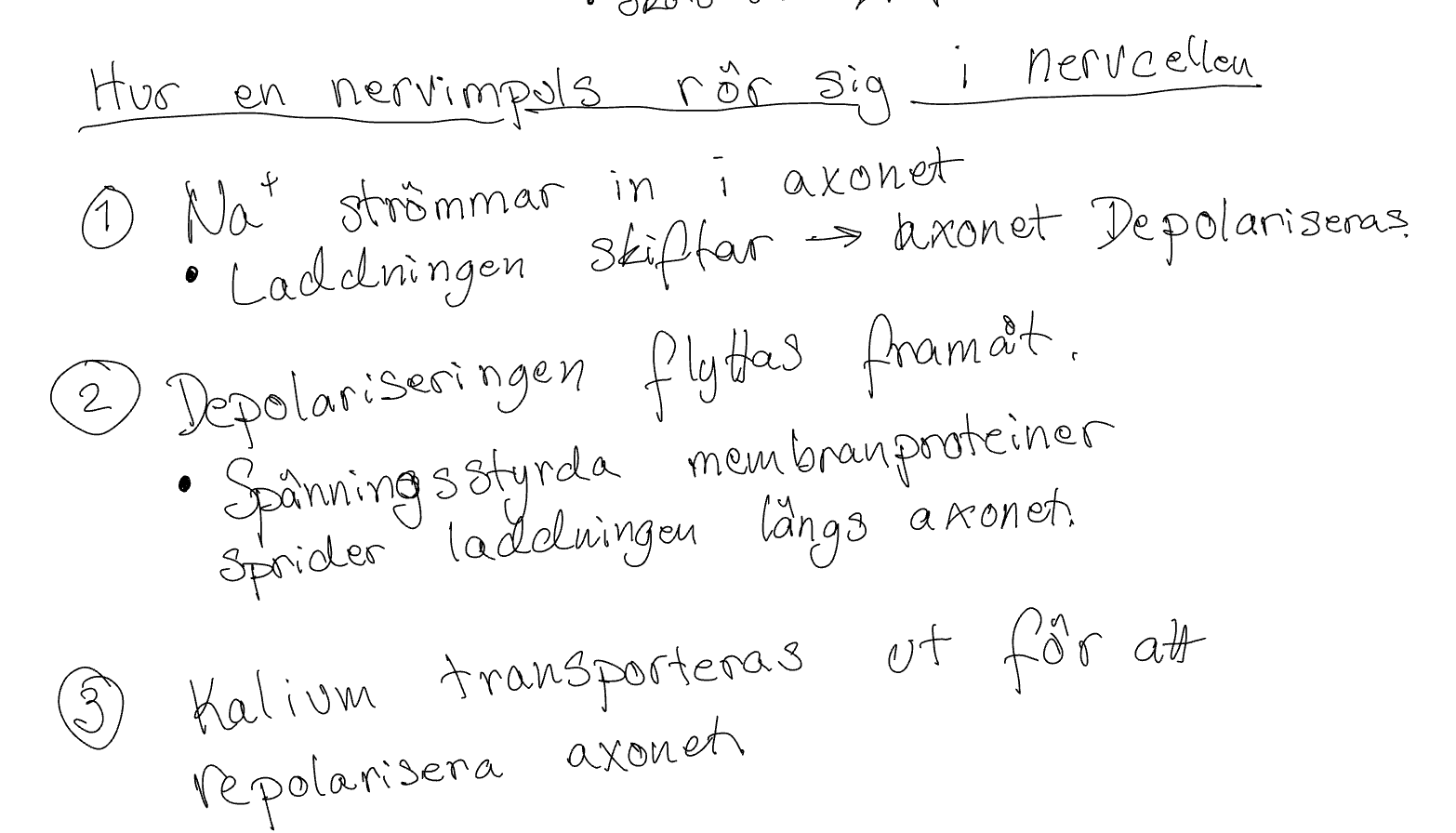 <p>1.Na+ strömmar in i axonet - Laddningen skiftar → axonet depoläriseras</p><p>2.Polärisering flyttas framåt - Spänningsstyrda membranproteiner sprider laddningen längs axonet.</p><p>3.Kalium transporteras ut för att repolärisera axonet. </p>