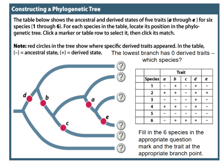 <p>According to the time line implied in this figure (reading from left to right), which of these traits appeared earliest in this group of species?</p><p>A. Trait a</p><p>B. Trait b</p><p>C. Trait c</p><p>D. Trait d</p><p>E. Trait e</p>