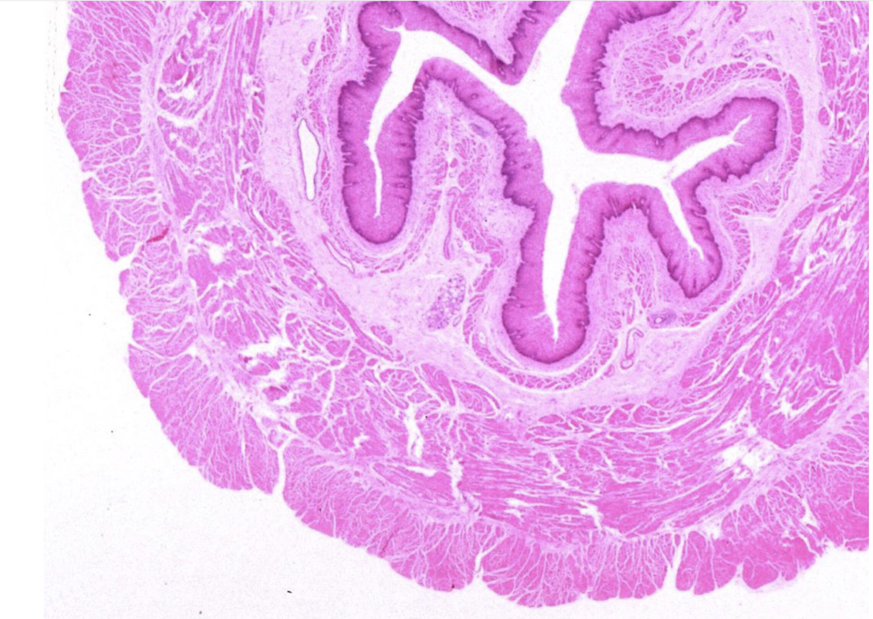 <p>ID the structure</p>