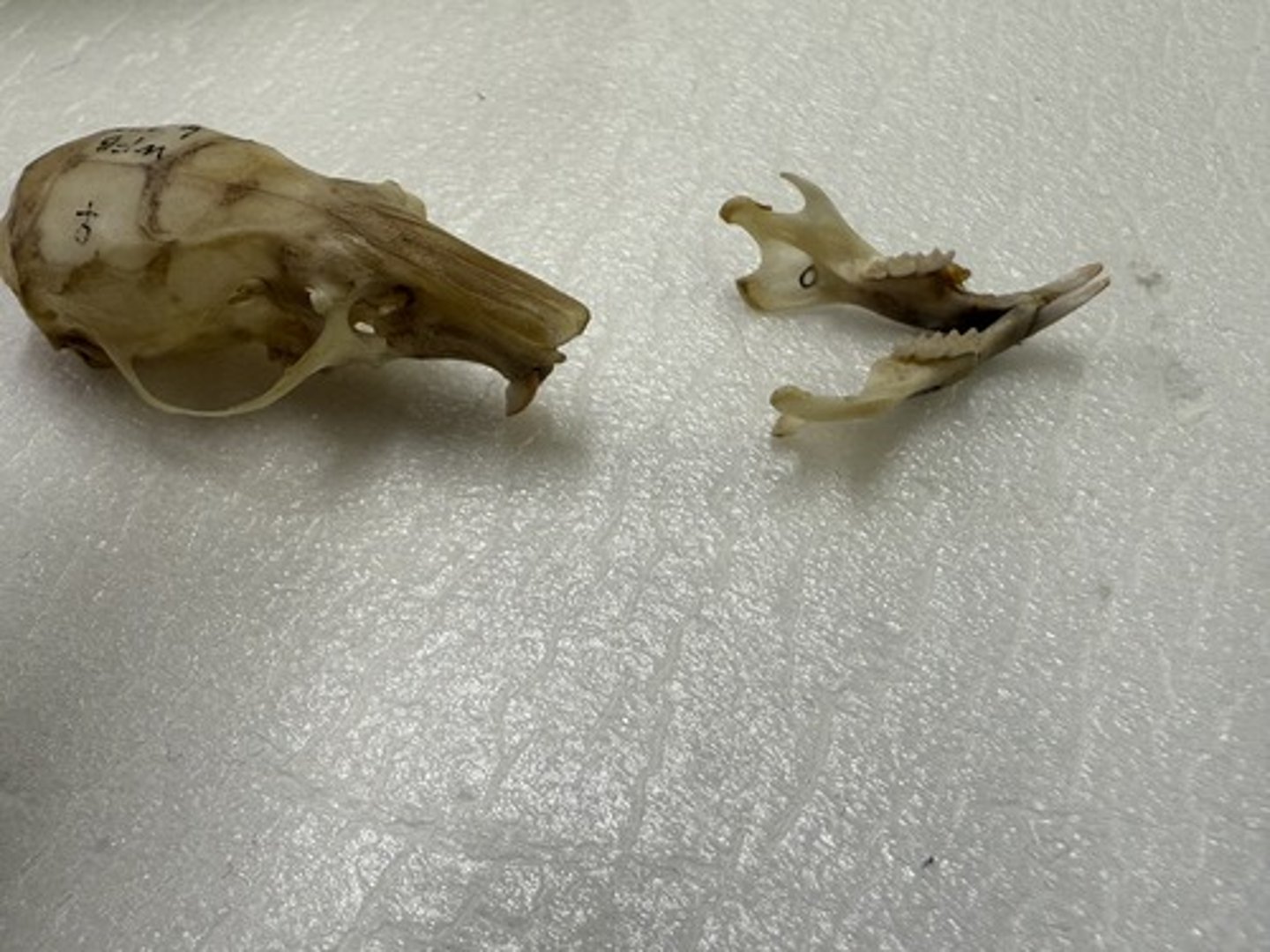<p>Genus, species</p><p>-coronoid process higher than condyloid process</p>