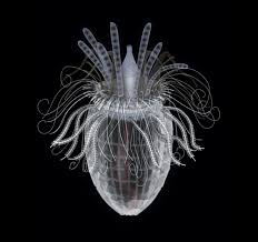 <p>-”corselet bearer’</p><p>-46 spp.</p><p>-marine interstitial animals (<400 <span>μm)</span></p><p><span>-plated <strong>lorica</strong> into which the head retracts (corselet)</span></p><p><span>-<strong>scalids</strong>: spines on head (setae-like)</span></p><p><span>-psuedocoelom</span></p><p><span>-2 protonephridia </span></p><p>-dioecious, internal fertilization </p><p>-higgins larva has adhesive toes (some spp. the larva is parthenogenic)</p>