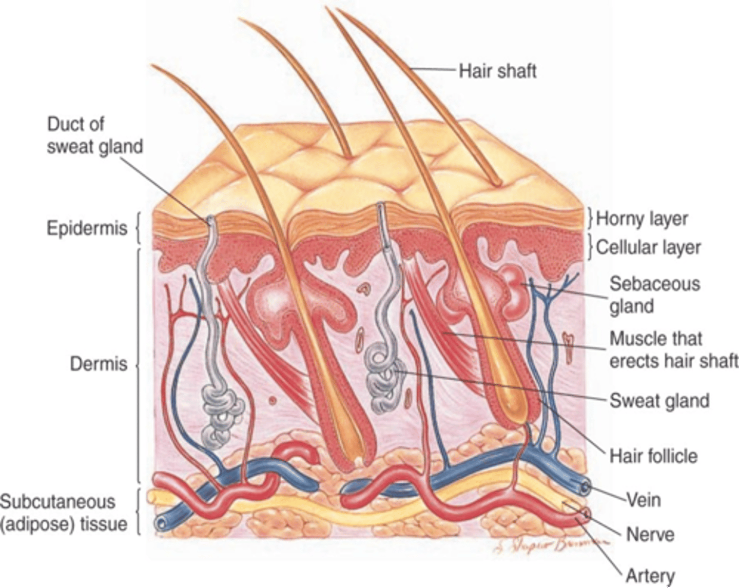 <p>Epidermis - no vessels</p><p>Dermis - big layer, BV, nerves, sweat glands and hair follicles. Provide nutrients</p><p>Subcutaneous tissues: adipose tissue, provides storage and insulations</p>