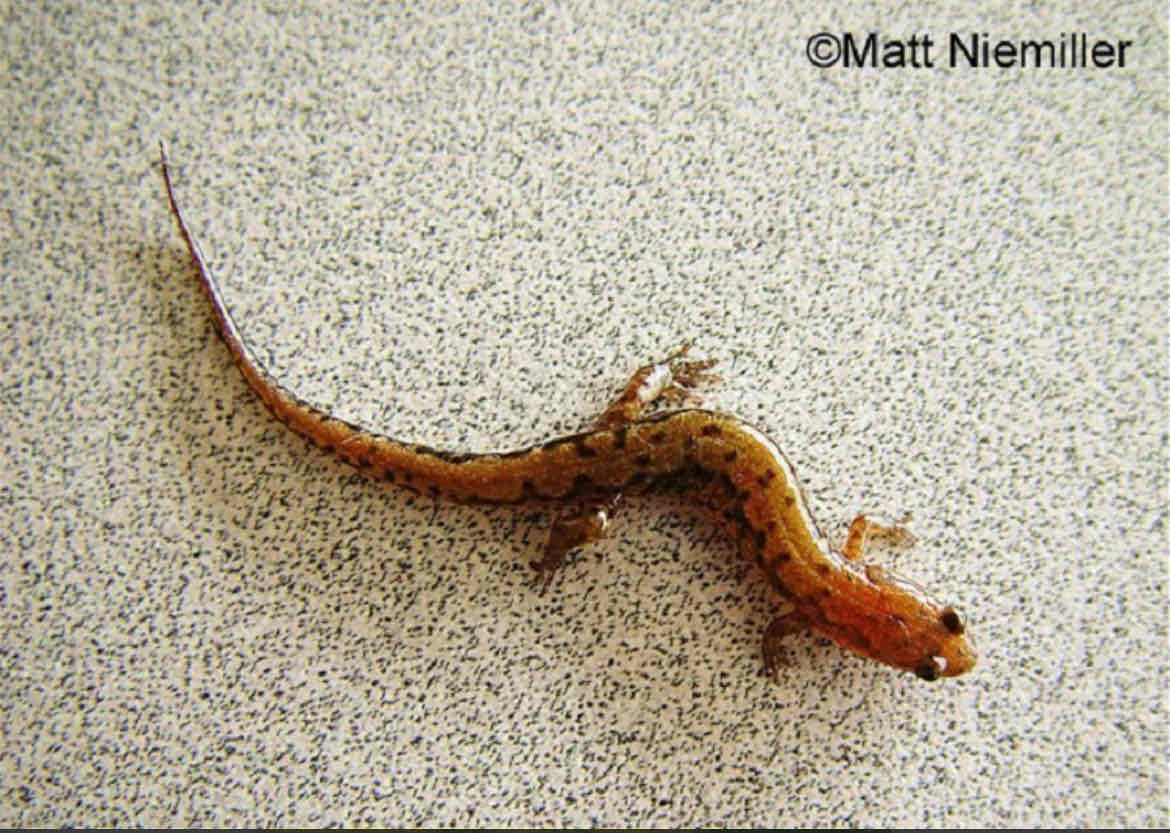 <p>Coloration in this species (2.5 to 4.5 inches in length) is highly variable. They have a round tail and a light line from the eye to the angle of the jaw. Some individuals may have a stripe down the back that can vary in color from yellow to orange, red, or brown. This stripe can be irregular or straight. Other individuals may have spotting or flecking on the back instead of a dorsal stripe and others, especially males, maybe dark with little or no patterning. Some individuals may exhibit red legs or cheek patches.</p>