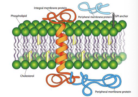 <ul><li><p>within the plasma membrane </p></li><li><p>aid polar molecules </p></li><li><p><strong>Def:</strong> protein molecules that san the lipid membrane and provide a pathway for other molecules to enter or leave the cell </p><ul><li><p>hydrophilic tips & hydrophobic centers </p></li></ul></li><li><p><strong>Types:</strong></p><ul><li><p>passive </p></li><li><p>active </p></li></ul></li></ul><p></p>