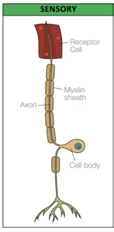 <p>are located in the peripheral nervous system (PNS) respond to simulation in sensory receptors. they send signals to the central nervous system - spinal cord and brain - about this sensory experience. there are sensory neurone for all senses. most sensory neurons have long dendrites and short axons. sensory neurons carry signals away from the organ to the brain and spinal cord</p>