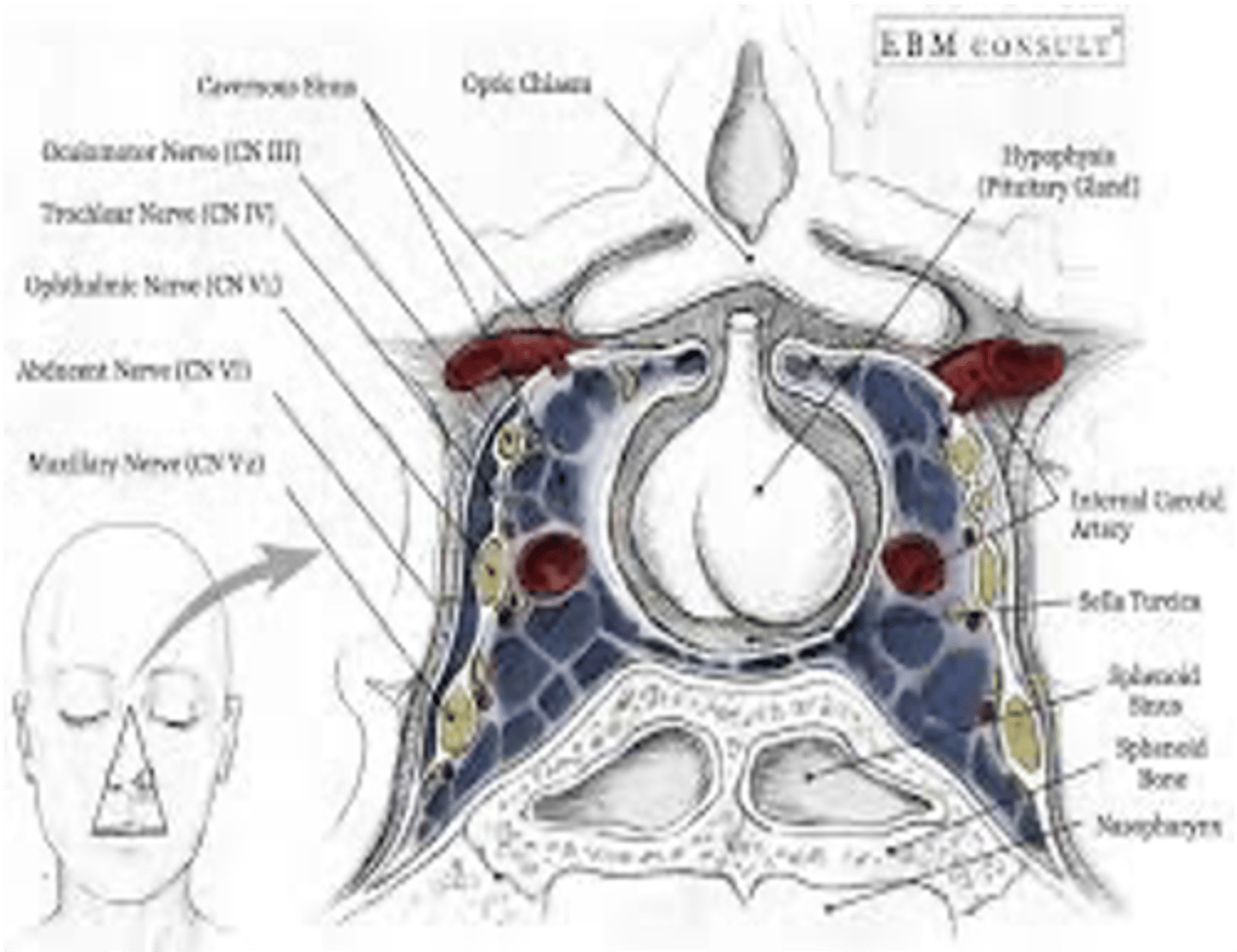 <p>Oculomotor nerve (CN III)</p><p>Ophthalmic division of the trigeminal nerve (CN V1)</p><p>Trochlear nerve (CN IV)</p>