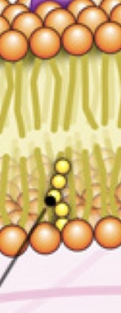 <p>regulates membrane fluidity</p>