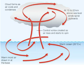 <ul><li><p>Air rises due to the heat.</p></li><li><p>This air evaporates, cools and condenses into clouds which releases energy for the storm</p></li><li><p>this rising air creates low pressure, causing more surface winds to be drawn in and upwards (along with more moisture) creating strong windy conditions</p></li><li><p>these winds spiral upwards at 74mph to be classified as a storm. they then curve and condense outwards (due to convection) to form cumulonimbus clouds that create the eyewall. the heat given off here powers the storm. (as the clouds cool) --&gt; eventually, these clouds characterized as having rapidly rising air</p></li><li><p>many smaller thunderstorms combine together at this stage</p></li><li><p>storm becomes cyclonic where it spins so fast to create a vortex, the centre of the storm which is made of cool descending air and has warm, calm and dry conditions.</p></li><li><p>spins due to Coriolis force and is sent to the west by easterly winds. The low wind shear keeps storm in tact</p></li><li><p>the storm gathers strength as it is carried across the ocean by the prevailing wind</p></li><li><p>causes coastal flooding due to creating &quot;domes&quot; of seawater, forming storm surges</p></li><li><p>upon reaching land the storm&apos;s energy supply (hot water) is cut off. friction slows it down and it begins to weaken</p></li></ul>