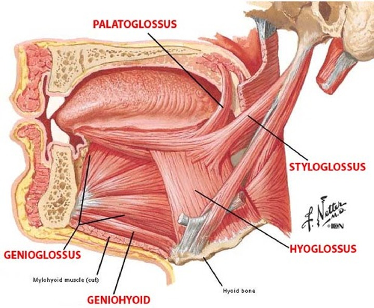 <p>Side of the root of the tongue</p>