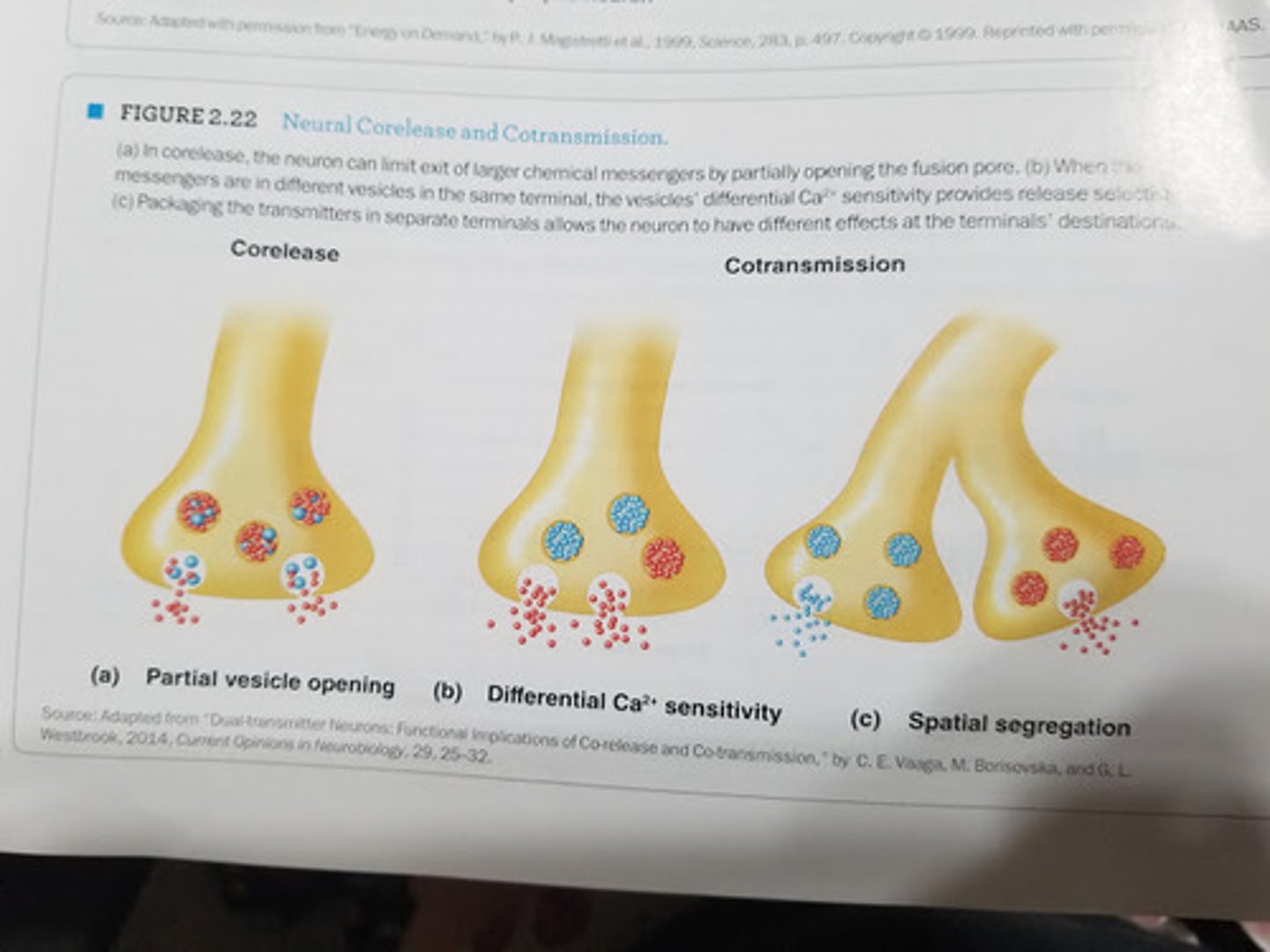 <p>Neurons release more than one transmitter or modulator, each of which interacts with specific receptors and produces effects, often both pre- and postsynaptically.</p>