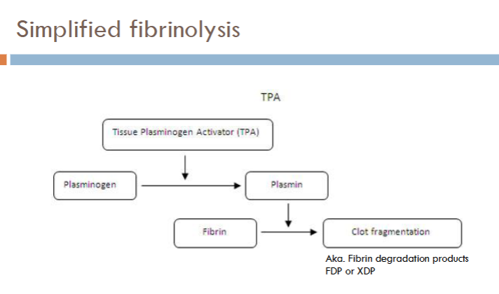<p>fibrinolysis diagram </p>