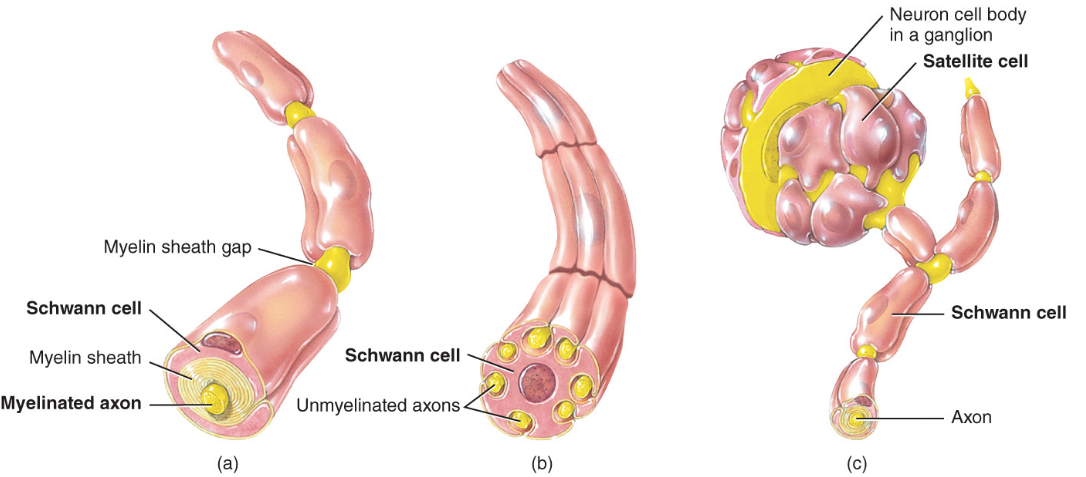 <ul><li><p>satellite cells = regulate extracellular environment of PNS neurons (like astrocytes in CNS)</p></li><li><p><strong>schwann cells</strong> = myelination of axons of PNS neurons</p></li></ul><p></p>