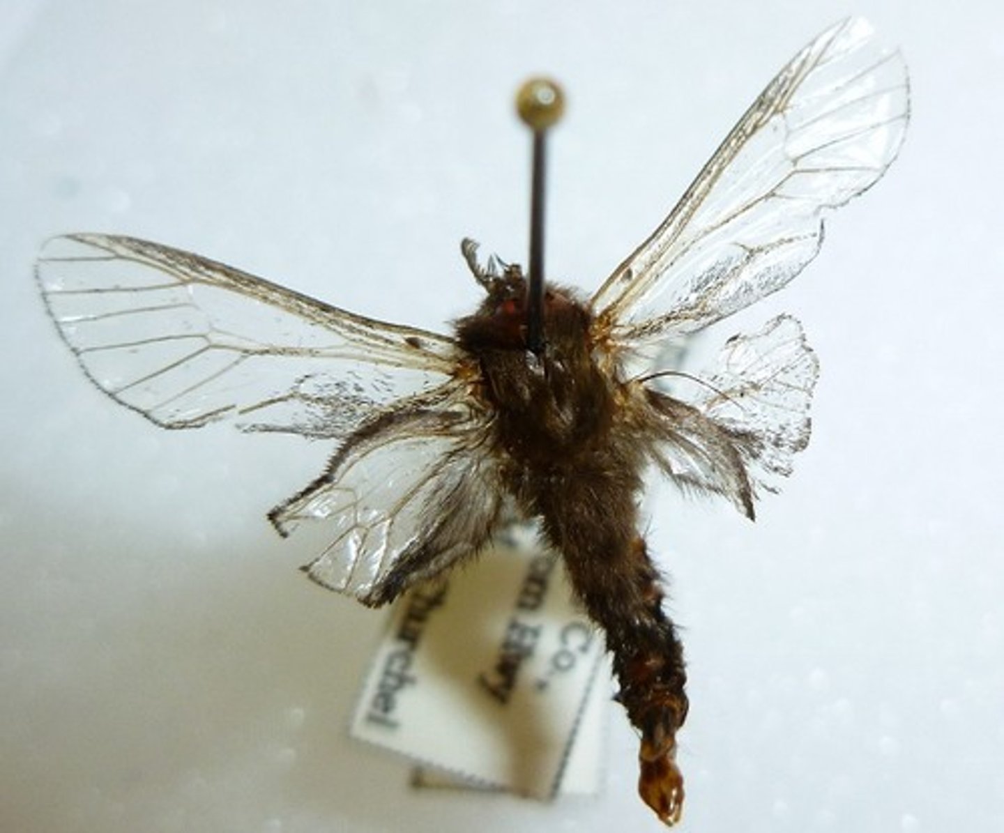 <p>Moth Family</p>