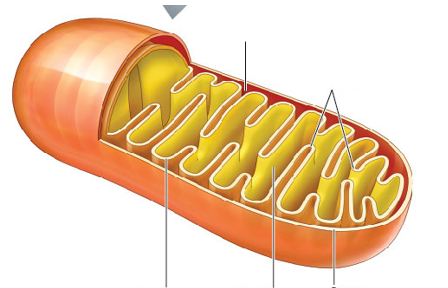 <p>Parts of the mitochondria</p>