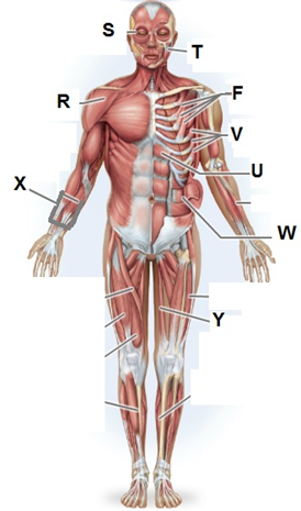 <p>Name the muscle labeled “X” (one word - all lowercase)</p>