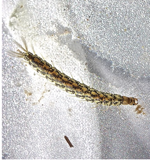 <p>importance: C5, moderate WQ</p><p>ecology: eaten by fish</p><p>life: CM, adult spends life in water</p><p>feeding: aquatic insects</p>