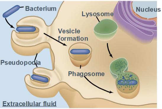 <p>a form of endocytosis in which specialized cells <strong>engulf large particles</strong>, such as bacteria, dead cells, or debris.</p><ul><li><p>Known as <strong>“cell eating”</strong></p></li><li><p>Performed mainly by immune cells (macrophages, neutrophils)</p></li></ul><p></p>