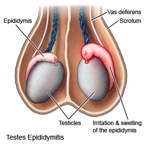 <p>A coiled tube located on the back of each testis, where sperm mature and are stored before ejaculation.</p>