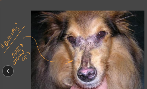 <ul><li><p>RARE</p></li><li><p><span style="color: rgb(136, 136, 136);"><strong>Et: </strong></span><span style="color: rgb(0, 0, 0);"><strong>idiopathic</strong></span><span style="color: rgb(136, 136, 136);"><strong> </strong></span><strong><u>IM dx (</u></strong>inflammation)<strong><u>of skin</u></strong>, CT, skeletal muscle</p></li><li><p><span style="color: rgb(136, 136, 136);"><strong>Sig: </strong></span><strong><u>Collies, Shelties</u></strong></p></li><li><p><span style="color: rgb(136, 136, 136);"><strong>Cs:</strong></span> pustules, vesicles, alopecia, ulcers</p><ul><li><p>face, ears, tail, extremities, axilla/inguina → butterfly</p><ul><li><p>fatal secondary <strong><u>amyloidosis</u></strong> possible</p></li></ul></li></ul></li><li><p><span style="color: rgb(136, 136, 136);"><strong>Dt:</strong></span><strong> </strong>biopsy (follicular atrophy, perifollicular inflam), high CK/AST</p><ul><li><p><span style="color: rgb(136, 136, 136);"><strong>Ddx: </strong></span><strong><u>lupus erythematosus,&nbsp;nasal parakeratosis,&nbsp;erythema multiforme,&nbsp;pyoderma,&nbsp;pemphigus foliaceus,&nbsp;systemic lupus erythematosus,&nbsp;zinc-responsive dermatosis,&nbsp;vit A–responsive dermatosis,&nbsp;toxic epidermal necrolysis&nbsp;</u></strong></p></li></ul></li><li><p><span style="color: rgb(136, 136, 136);"><strong>Tx:<u> </u></strong></span><strong><u>pentoxifylline, predisolone</u></strong></p></li></ul><p></p>