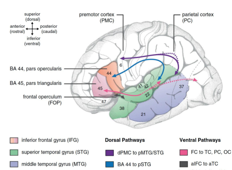 <ul><li><p>2 dorsal pathways (blue &amp; purple)</p><ul><li><p>Auditory-to-motor mapping via SLF </p></li><li><p>Syntax processing of complex sentences via AF</p></li></ul></li><li><p>2 ventral pathways (pink &amp; grey)</p><ul><li><p>Semantic and basic syntactic processing via Inferior frontooccipital fasciculus &amp; Uncinate fasciculus</p></li></ul></li></ul><p></p>