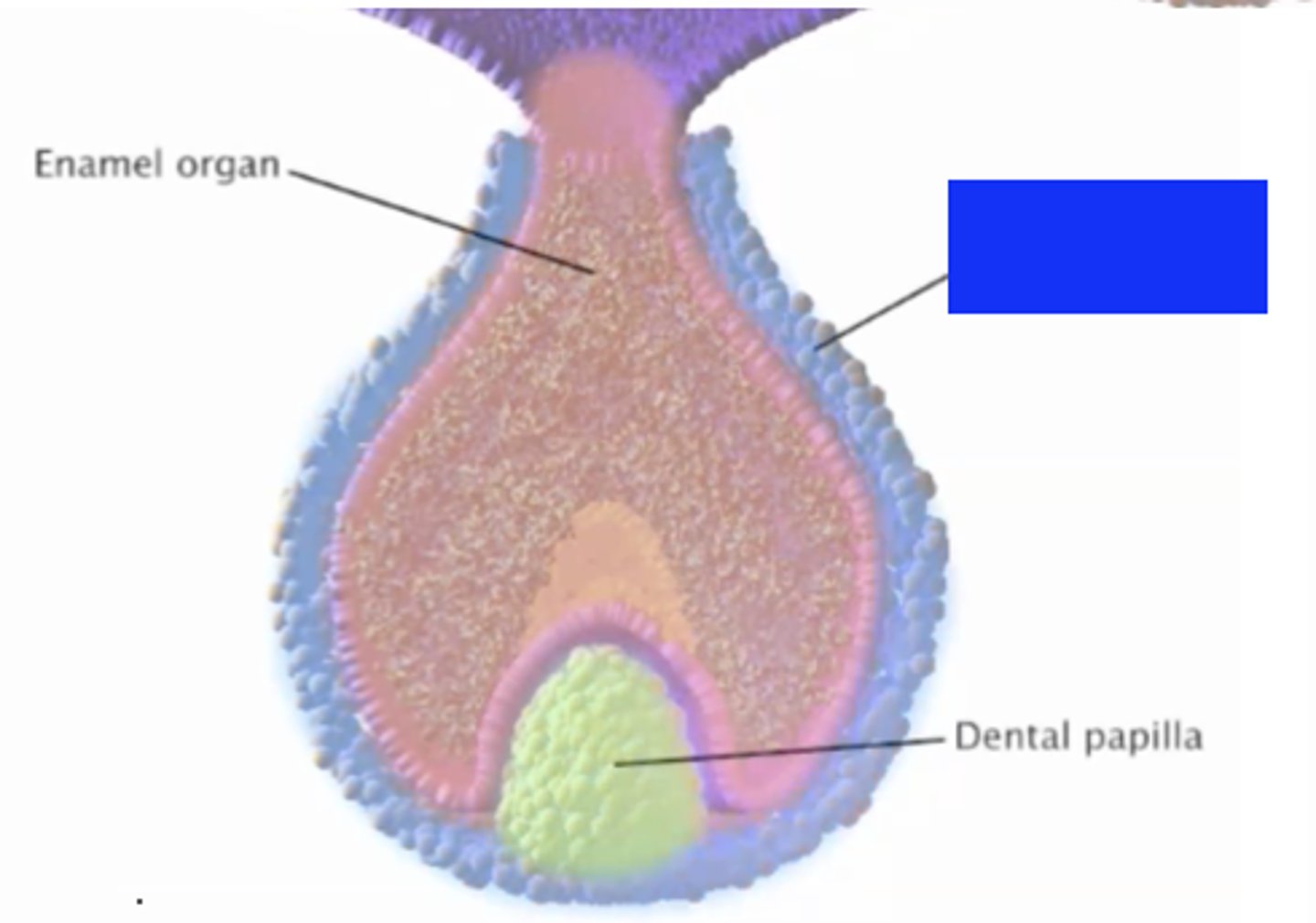 <p>outer protection until tooth formation</p>