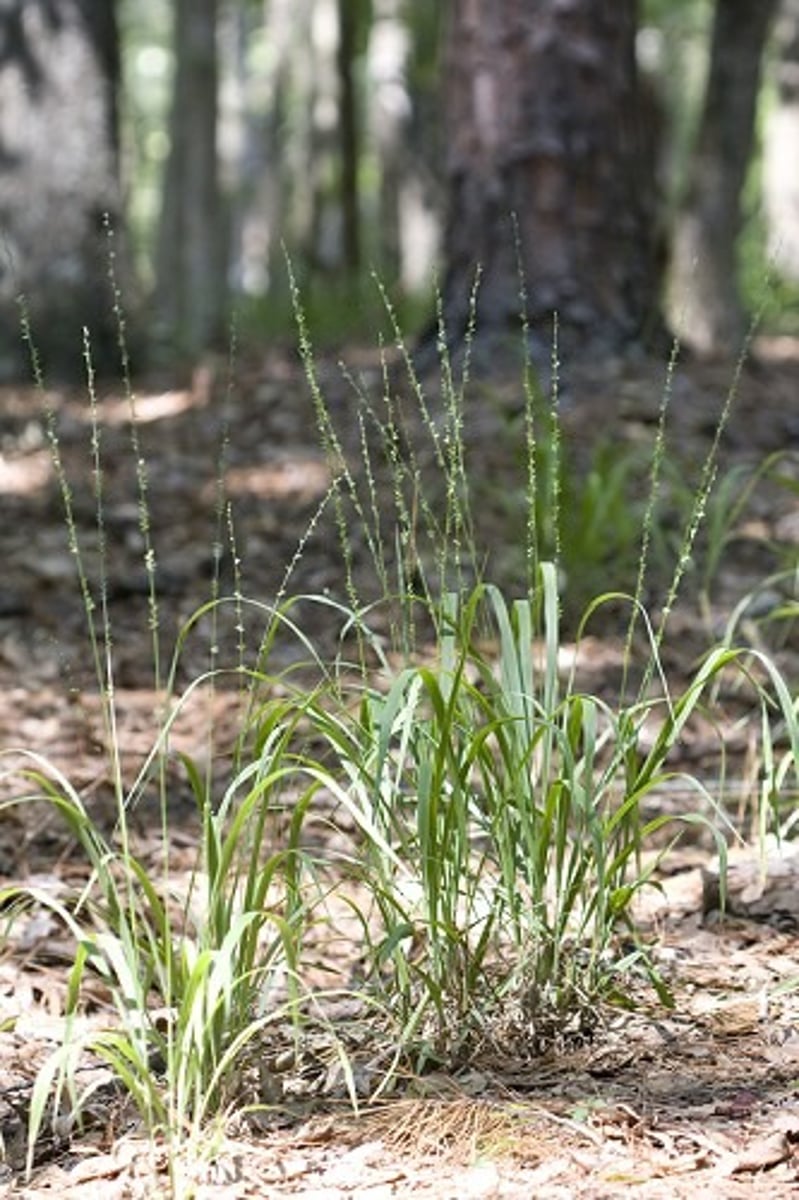 <p>Native<br>Grass<br>No wildlife use</p>