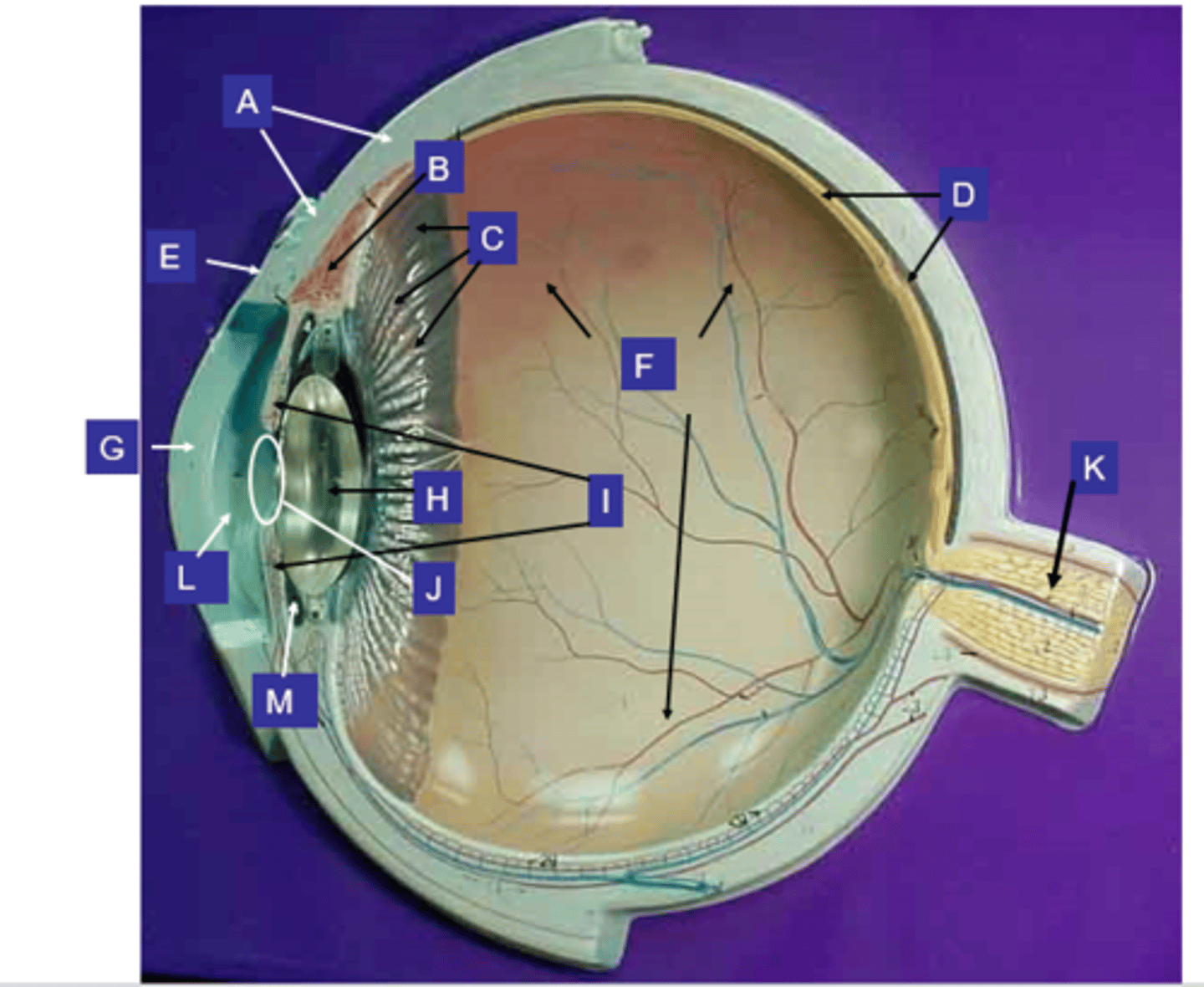 <p>What structure is the letter I?</p>
