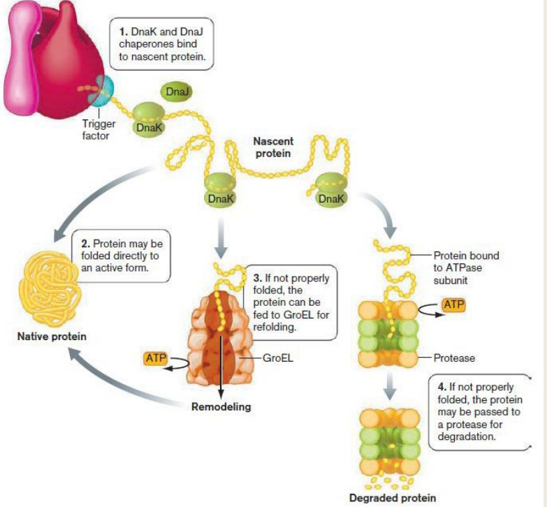 <p>Describe the components of the protein <strong>Degradation Pathway</strong> and how the pathway works (slide 20)</p><p>Include:</p><p>1) <strong>ClpP </strong>(ATP-dependent endoprotease)</p>