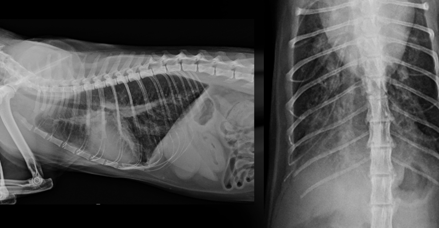 <p>Cat - what sided HF is this</p>