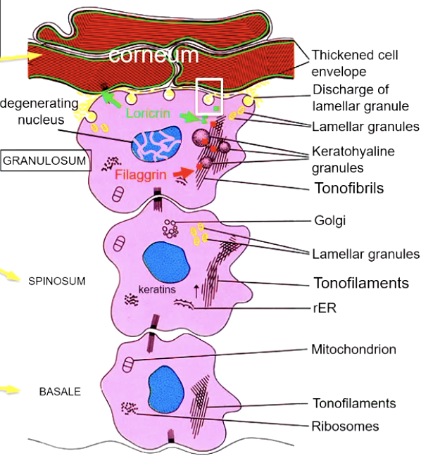 <p>corneum</p>