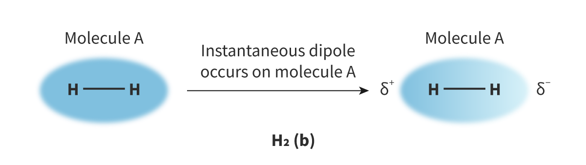 <p>the random, continuous movement of electrons can create asymmetrical electron distribution which causes attraction between neighbouring atoms or molecules. </p><p>occurs in both polar and non polar molecules, and can also occur between atoms. the weakest type of intermolecular force</p><p></p><p></p>