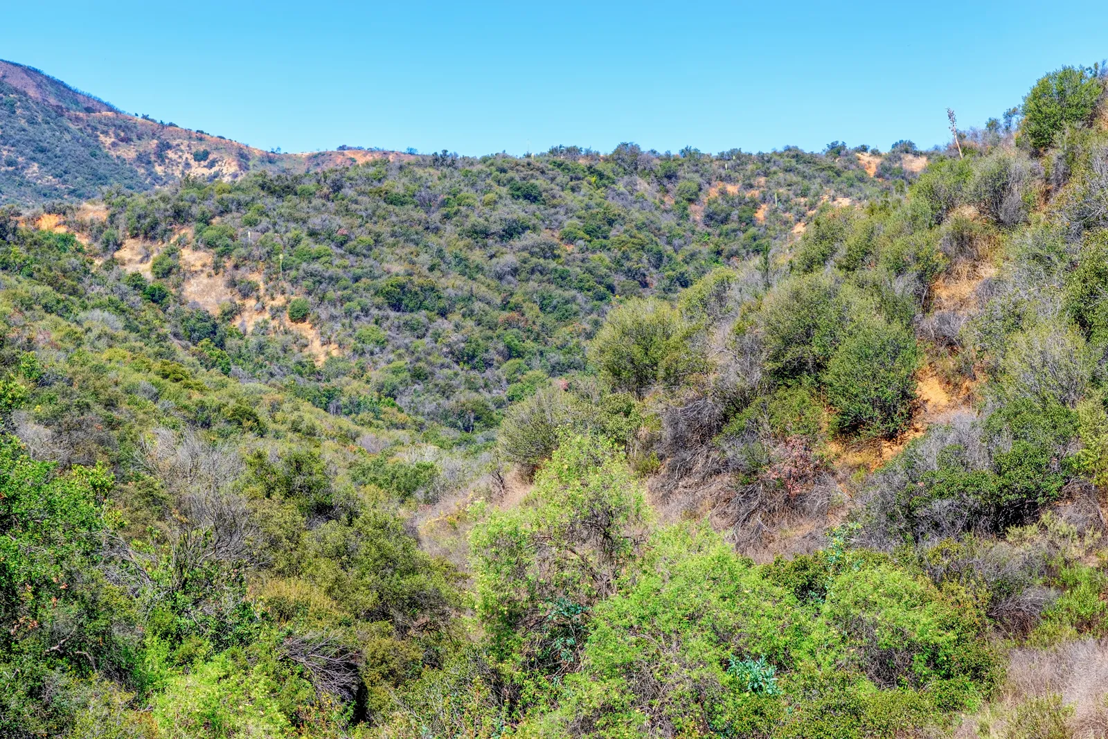 <p>scrubland plant communities composed of broad-leaved evergreen shrubs, bushes, and small trees</p>