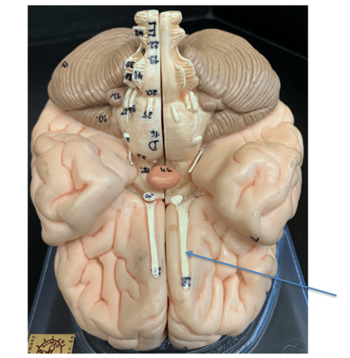 <p>Give the Cranial Nerve number, name &amp; function</p>