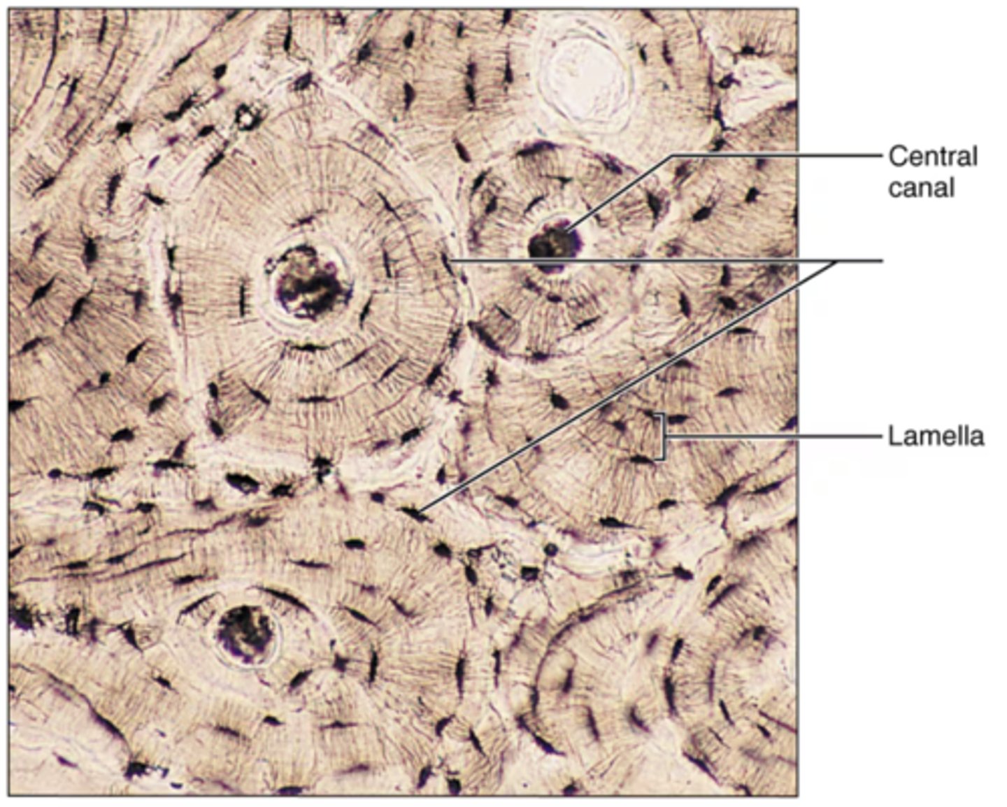 <p>Label the blank structure.</p>