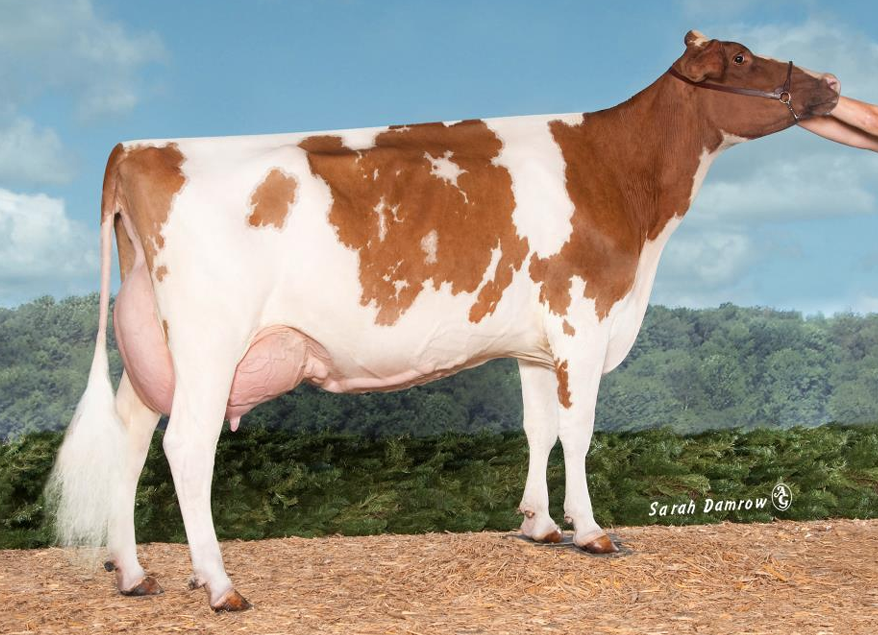 <ul><li><p>Originated in Scotland</p></li><li><p>Reddish brown with white markings</p></li><li><p>Intermediate breed</p><ul><li><p>Average amount of milk &amp; butterfat</p></li></ul></li></ul><p></p>