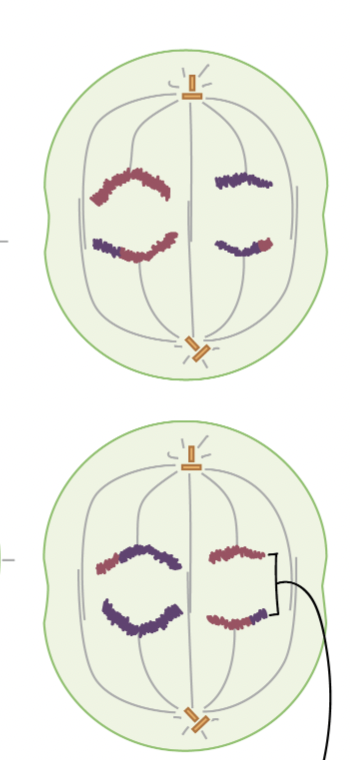 <p>Anaphase II</p>