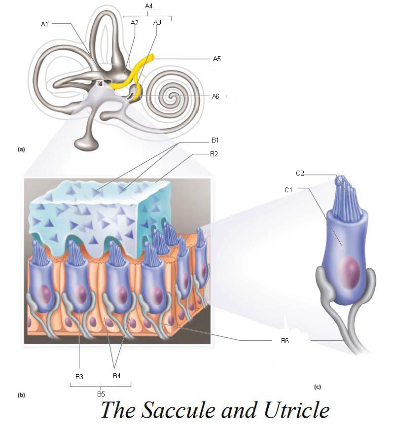 <p>C1</p>