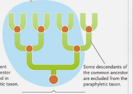 <p>a taxon that includes an ancestral species and only some of its descendants </p>