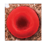 <p>During osmosis what is the cell experiencing&nbsp;</p>