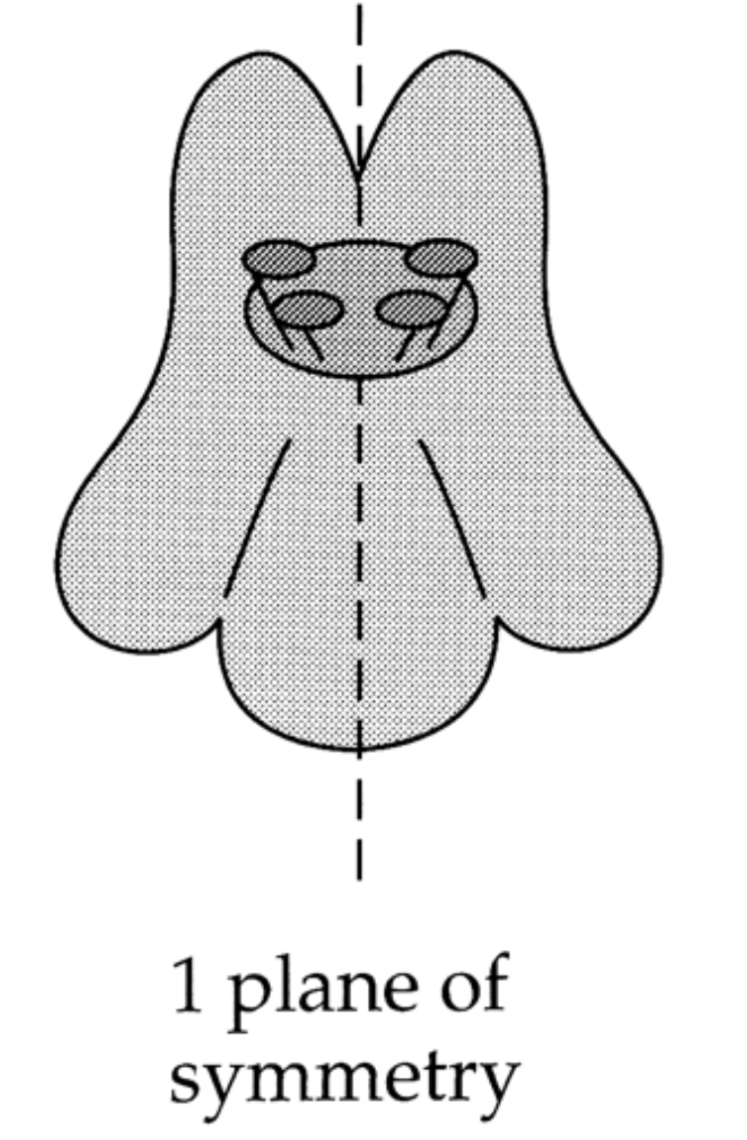 <p>The parts of the flower are arranged so that they can be divided into symmetrical halves only on one plane</p>