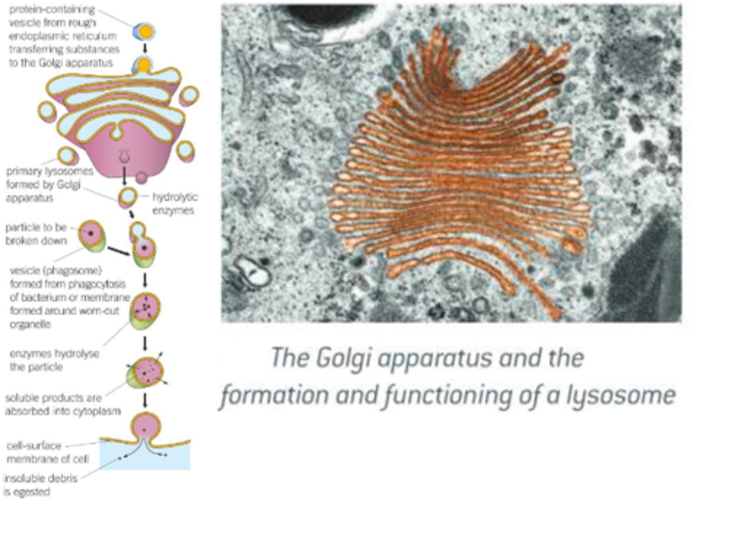 <p><strong><span style="text-decoration:underline">Description:</span></strong></p><p>Occurs in almost all eukaryotic cells; similar to SER in structure, but is more compact; it is especially well developed in secretory cells, such as the epithelial cells that line the intestines; the Golgi is made up of: </p><p>1) <span style="text-decoration:underline">Cisternae:</span></p><p>- Stack of membranes that make up flattened sacs.</p><p>2) <span style="text-decoration:underline">Golgi Vesicles:</span></p><p>- Small, rounded, hollow structures.</p><p>- Once accurately sorted and sent to correct destinations, after being labelled and modified (often with non-protein components such as carbohydrates) whilst being passed through the Golgi in a strict sequence, after being produced by the ER; lipids/proteins are transported in Golgi vesicles (which are regularly pinched off from the ends of the Golgi cisternae).</p><p>- Vesicles may move to the cell surface, where they fuse with the membrane and release their contents to the outside.</p><p><strong><span style="text-decoration:underline">Function:</span></strong></p><p>- Adds carbohydrates to proteins to form glycoproteins.</p><p>- Produces secretory enzymes, such as those secreted by panceas.</p><p>- Secreted carbohydrates, such as those used in making cell walls in plants.</p><p>- Transport, modify, and store lipids.</p><p>- Form lysosomes.</p>