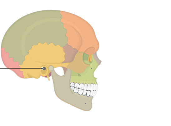 <p>external acoustic meatus (lateral view)</p>